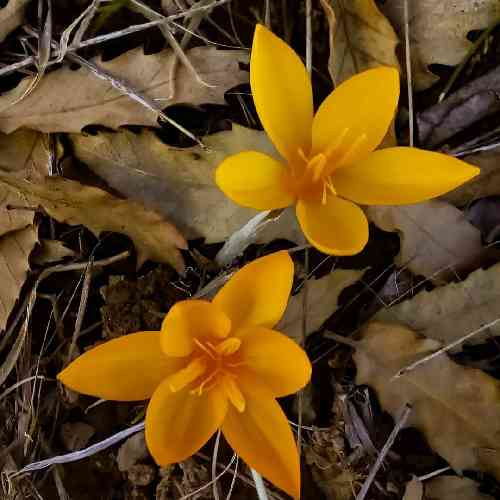 نبود نگرد نیست نه نموند ازم هیچ نه توی اوج لذتم عروسکم می شکست